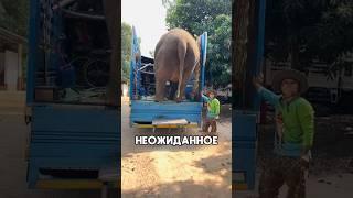 Слон был очень аккуратен #shorts #добро