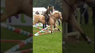 ️️️️ @harlowiiponies  #harlow #equestrian #horseenthusiast