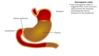 Stomach peristalsis & Enterogastric reflex