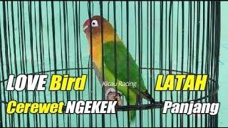 Love Bird Latah Cerewet Ngekek Panjang Love Bird Langsung Nyaut Ikut Ngekek