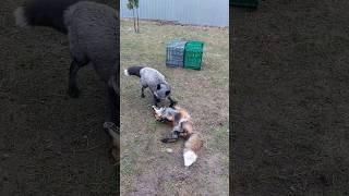 ЛисЯша #fox #foxfamily #animal #mouse #cat #dog #cute #wildlife #puppy #doglover