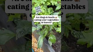 Did you know that beer helps get rid your garden of snails and slugs! #gardentips #pests
