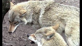 Воронежский заповедник. Волки. Экологические тропы || Voronezh Reserve