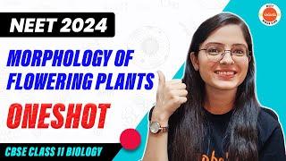 Morphology of Flowering Plants in One Shot | CBSE Class 11 Biology | NEET 2024