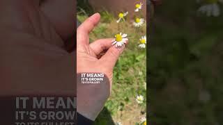 How To Tell When CHAMOMILE Is Ready To Pick