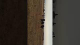 Улок купкари бешарик