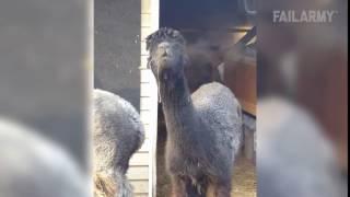 Smoke Weed Llama