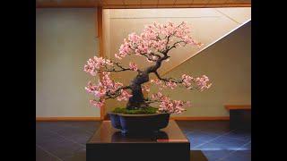 Sakura Bonsai of Omiya Bonsai Art Museum さいたま市大宮盆栽美術館の桜盆栽