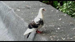 Черно-белая хромая голубка (Black and white lame Dove)