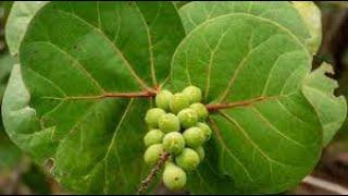 EatYourBackYard Permaculture   Everywhere You Look, Sea Grapes on the Beach in Central Florida