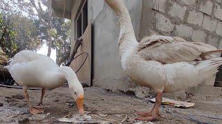 Husband & Wife Turkey Life Story  | Animal Lifetime