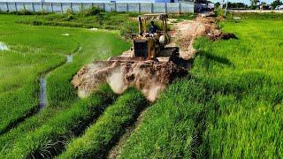 Starting A New Project! Land Reclamation On Green Rice Fields With Big Dozer Komatsu D53P Push Dirt