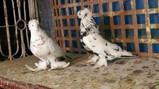 Tiger Hungarian fancy Pigeon For sell mumbra fancy pigeons