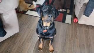 18 weeks old rottweiler puppy training