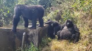 Mountain Gorillas  Drinking water .