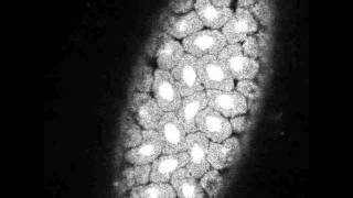 Chromosomal Passenger Complex (CPC) subunit Borealin localisation during mitosis