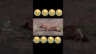 #SHORTS #TikTok #Funny #videos #2021 #Challange #tiktokcomedy #tiktokprikol #funnytiktok #tiktokgirl