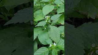 Hemp Nettle, Expectorant Respiratory Plant