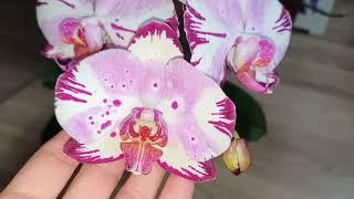 Orchid "MAGIC ART" (Magic Art) "Starry sky" Pleases with a cascade