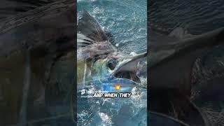 Massive 135 Pound Sailfish Caught!  #fishing #fish #sailfish
