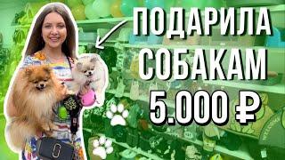 Подарила собакам 5000 руб.  Прогулка с двумя собаками  