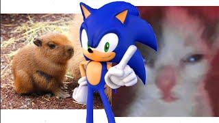 Sonic Loves Cats and Capybaras