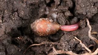 Earthworm hatching from the egg