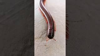 shorts kida makoda #ytshorts #shortvideos snake video