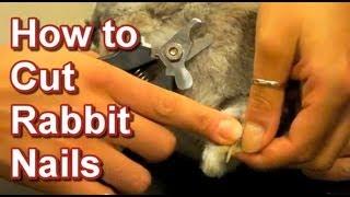 How to Cut Rabbit Nails - Tai Wai Small Animal & Exotic Veterinary Hospital