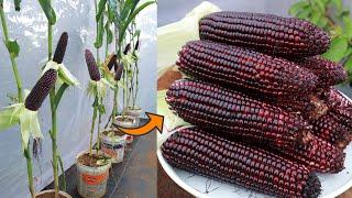 Growing special corn varieties with purple color - black corn - sweet fruit