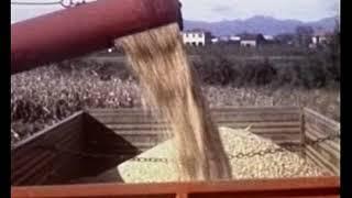 Lavori agricoli (Vimercate, Anni '70)