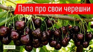 Папа про свои черешни