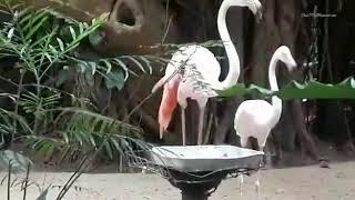 Flamingo ( How flamingo Dance )