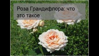 Роза Грандифлора: что это такое