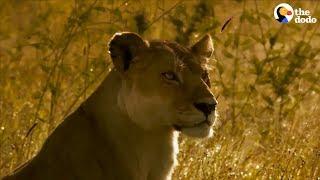 Watch This Lion Mom Stop At Nothing To Protect Her Cubs | The Dodo