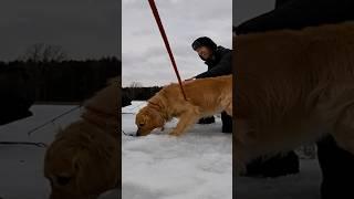 Golden Retriever Dog Crashes My Ice Fishing Spot!  #fishing #icefishing #shorts #funny #viralvideo