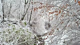 Sounds of nature, murmur of a stream || The sound of the stream is relaxing || Healing Nature Sounds