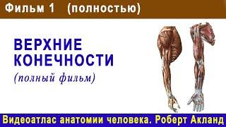 1. Верхние конечности (полный фильм) | Атлас анатомии Акланда