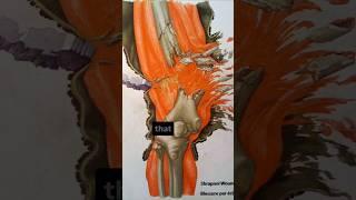 Mind Blowing Origins of Everyday Words #shorts #shortsvideo #facts #history #trivia #interesting