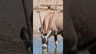 Gemsbok Antelopes Drinking water  Wincent   RZNdg #wildlife #nature #deer