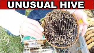 Beekeeping: Inspecting An Unusual Hive