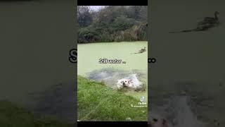 Still water… #viralvideo #foryou #trending #blowup #animalshorts #dogs #fyp #viralshorts #funny