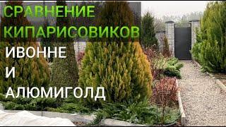 ЧЕМ ОТЛИЧАЕТСЯ КИПАРИСОВИК ИВОННЕ от АЛЮМИГОЛД|Какой кипарисовик быстрее растет: Ивонне или Элюми