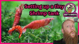 The smallest shrimp tank ever #shrimp