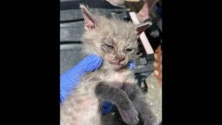  Soon to arrive here at Critical Care Kitten Coalition from Eastern Washington