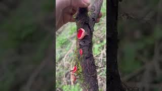 Scarlet elf cup #mushroom #food #science #explore #uk #learning #knowledge #facts #photography