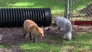 Winter fox Wednesday and a Fox Tales Florida foxy check in
