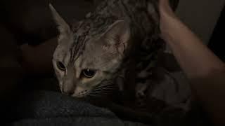 Luxe says it’s time to start our day!! Happy Kitty noises!