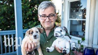 Sony's robot dog Aibo vs. a real puppy