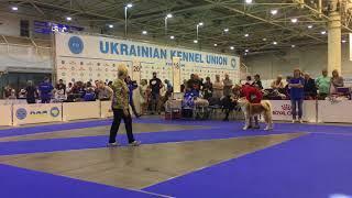 CAC 26.08.2017 | MALE| AKITA DOG SHOW UKRAINE, KIEV | АКИТА ВЫСТАВКА СОБАК УКРАИНА, КИЕВ